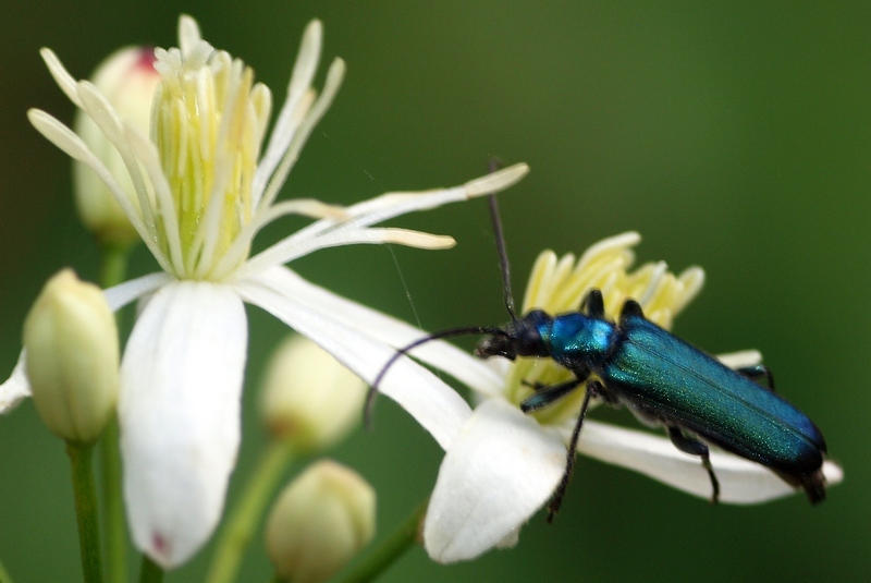 Cerambycidae o Oedemeridae?